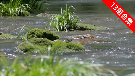 绿茵溪谷：溪流，水草石菖蒲与生灵共舞