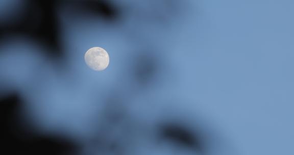 树叶间隙中的月亮02