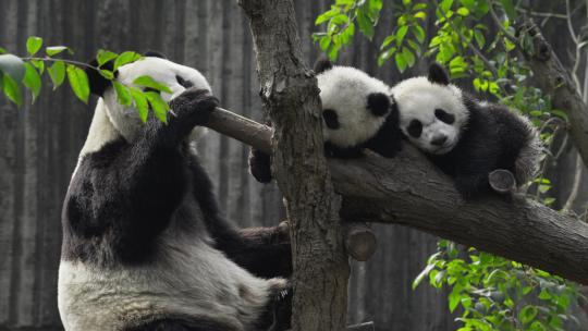 成年大熊猫妈妈守护着两只睡觉的幼崽