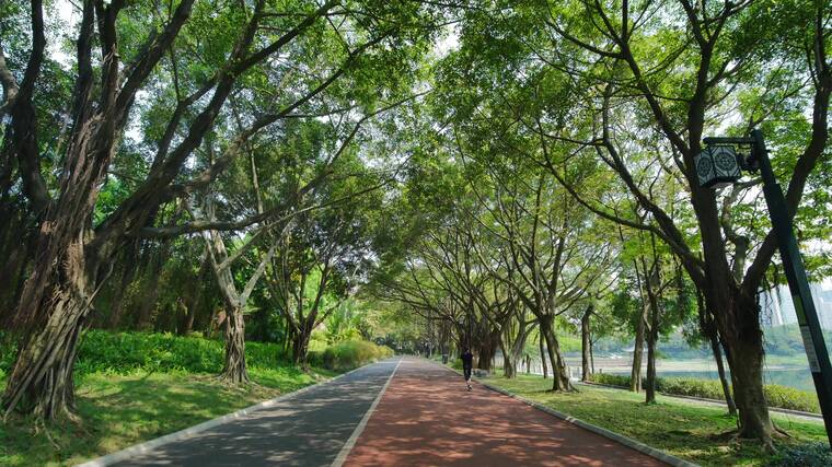 南宁南湖公园阳光林荫跑道