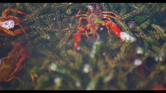 小龙虾养殖与挑选视频素材模板下载