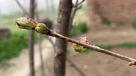 春天发芽的树枝特写