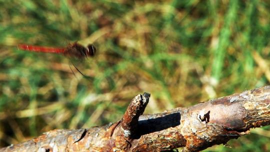 红蜻蜓落在一根木头上起飞了