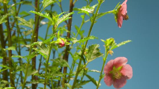 小叶木槿花开花