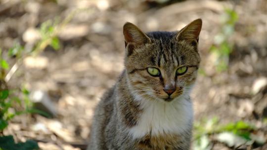 可爱猫咪4K实拍镜头