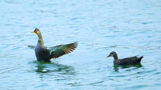 湖面鸭子鸭群戏水