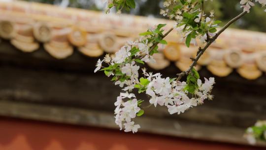 北京故宫御花园紫玉兰玉兰花