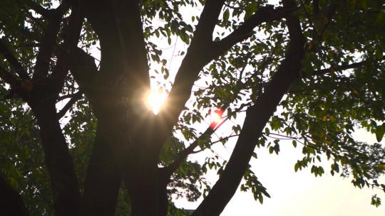 自然树叶透光空镜