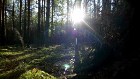 树森林阳光大自然树木春风植树树林木材大树