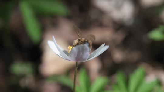 熊蜂蜜蜂花多采蜜特写慢镜头