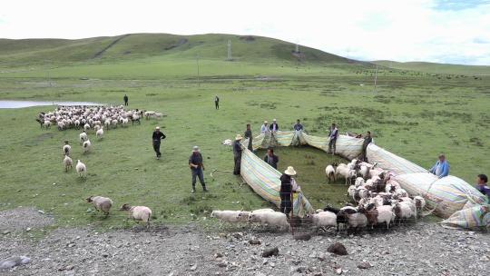 青海祁连山草原牧场圈养的牧民