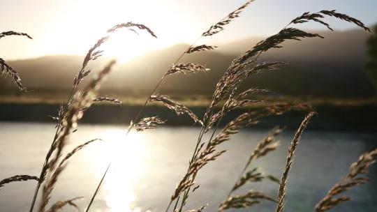 夕阳下湖泊边的芦苇特写
