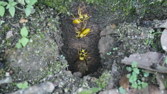 黄蜂挖洞筑巢