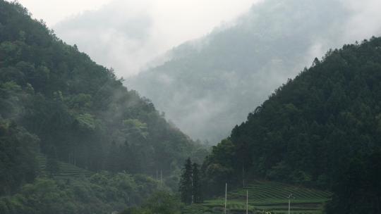 【4K】桐木森林云雾缭绕