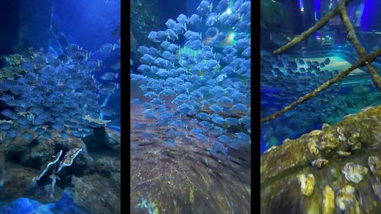 海洋馆水下拍摄鱼群海龟