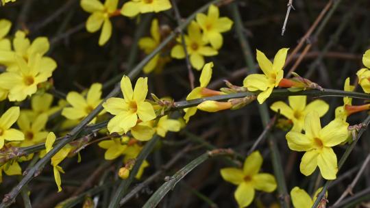 春天盛开的黄色迎春花随风摆动视频素材模板下载