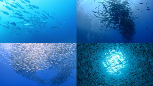 【合集】鱼群 深海鱼群 鱼 好多鱼