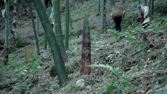 山民背着竹篓去林中挖竹笋春笋大自然的馈赠