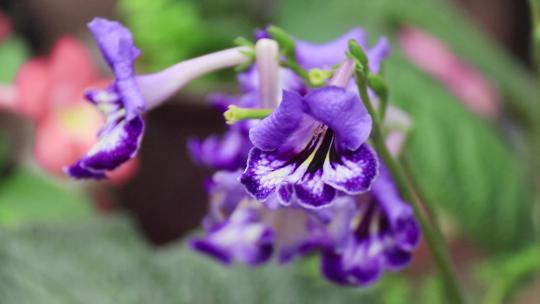 紫色大根报春苣苔花紫花朵视频素材模板下载