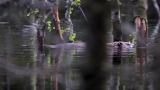 河狸海狸游泳寻找木头觅食高清在线视频素材下载