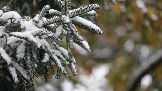 中式建筑下雪中实拍