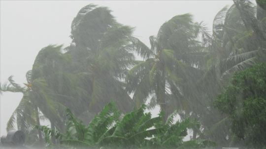 狂风暴雨椰子树