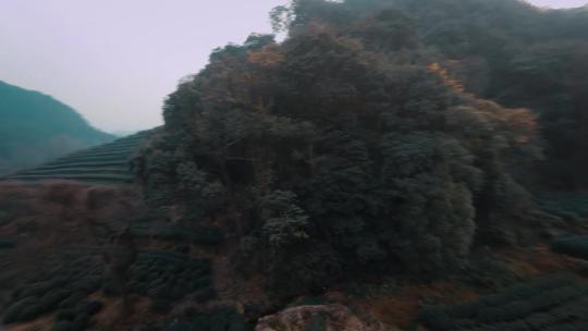 杭州龙井茶园风景fpv飞行航拍视频素材模板下载