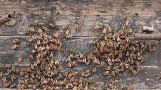 养蜂场蜜蜂
