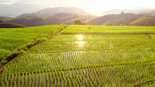 无人机拍摄美丽乡村的水稻梯田