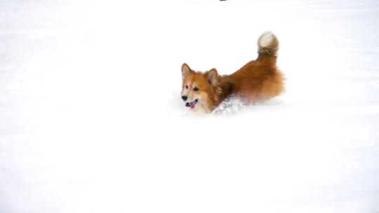 3938_小狗在雪地里奔跑