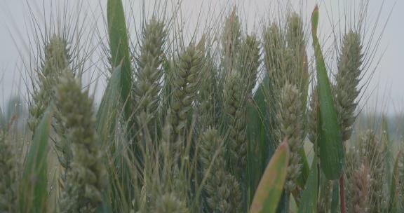 小麦麦田麦穗青小麦颗粒饱满丰收唯美麦穗