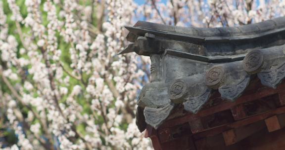 梅花樱花玉兰花花朵盛开