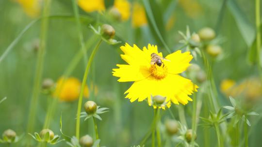 春天夏天金鸡菊花朵上的蜜蜂采蜜昆虫