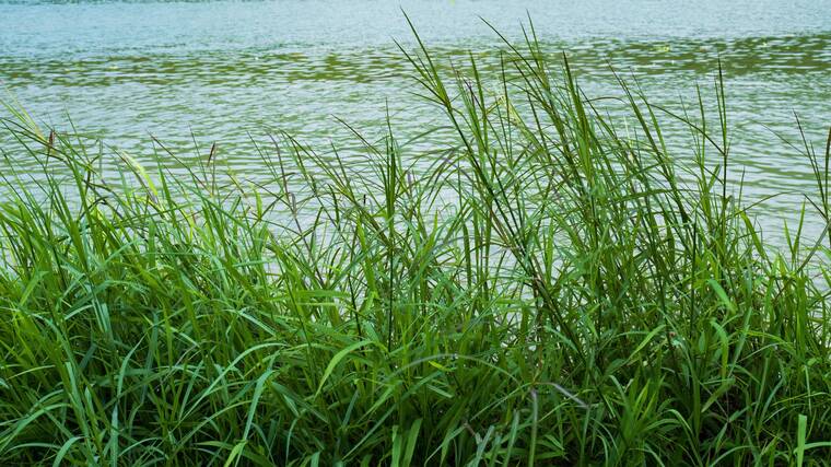 青青河边草