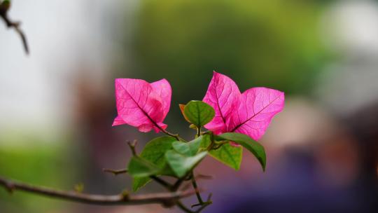 鲜花绽放三角梅A