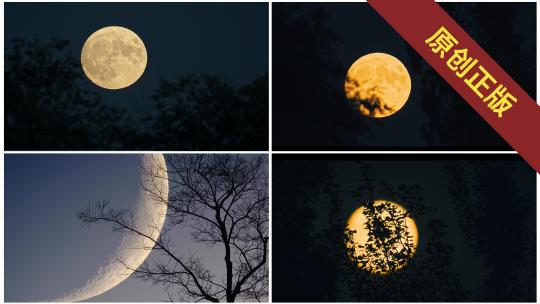 月亮树影延时