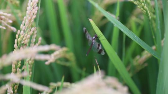 农作物水稻 蜻蜓特写视频素材模板下载
