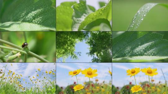 阳光雨露黄花小清新