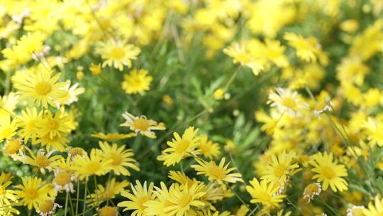 昆明大观园菊花