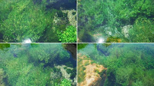 泉水绿色水藻