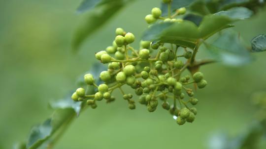 花椒树 绿色花椒