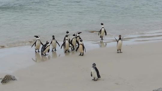 企鹅 南极洲 野生动物 企鹅群视频素材模板下载