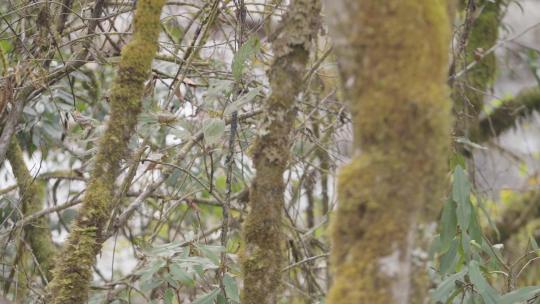 西藏派墨公路山林山峦河流地拍709