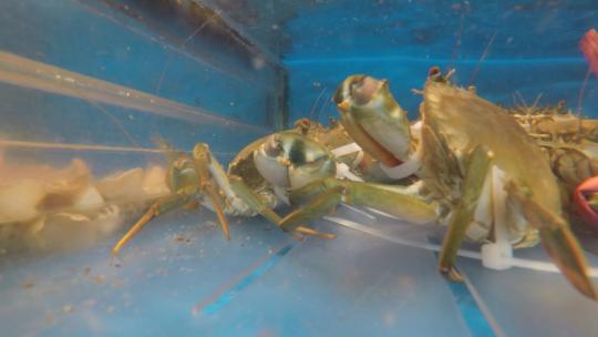广东酒店饭店鱼池螃蟹透明鱼缸点菜腌仔蟹