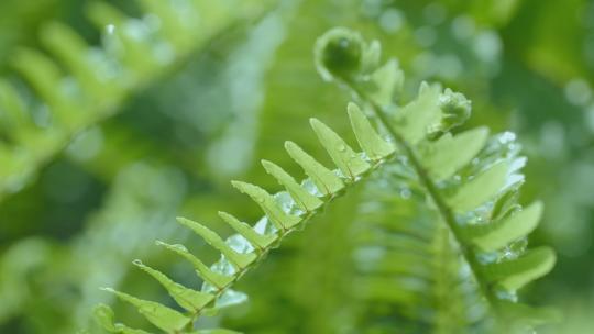 春天绿色蕨类植物视频素材