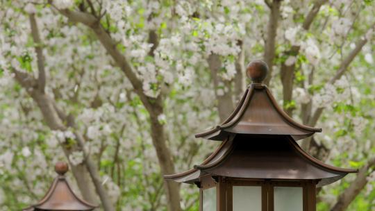 北京故宫文华殿海棠花花海