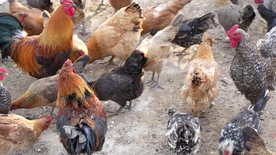 散养鸡生态养殖鸡群乡村生活