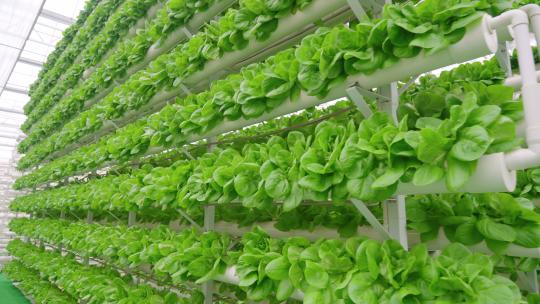 蔬菜大棚-温室大棚-科技农业视频素材模板下载