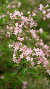 4K花卉植物素材——海仙花