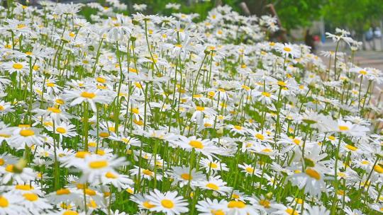 春天盛开的白色雏菊花海自然风光慢镜头素材